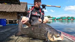 Giant hunting in Bungsamran Fishing Park with Kuying Freestyle Walker Travel Rod [upl. by Casavant917]