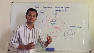 Renin Angiotensin aldosterone system RAAS Episode 1 Netflix Physiology [upl. by Aylad]