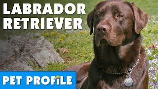 Labrador Retriever Pet Profile  Bondi Vet [upl. by Atnauqahs219]