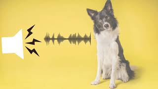 Pitched Dog Whistle Sound Help To Stop Dogs BarkingSound effect [upl. by Crescen]