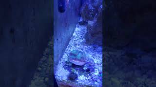 Baby nassarius snail in reef tank [upl. by Nner]