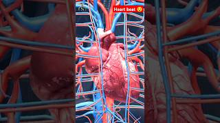 heart beat 3d animation shorts heart heartbeat heartsound nursingking viral [upl. by Guildroy813]