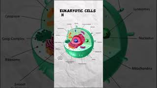 Prokaryotic Cells Vs Eukaryotic Cells fyp bio [upl. by Akem931]