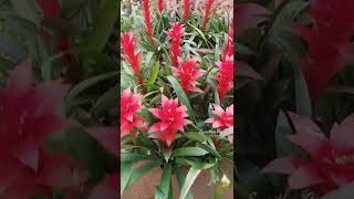 Guzmania Plant Care Tips The Bromeliad With The Vibrant Star Shaped Flower shortsvideos [upl. by Kreegar765]