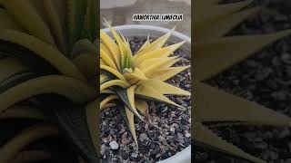 Haworthia Limifolia Variegated VideshiGardening Haworthia succulents Limifolia [upl. by Ibrek]