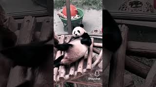 Pandas Being Hilarious Playtime Shenanigans 😂🐼 Pandas PandaPlaytime CuteAnimals Wildlife Zo [upl. by Neitsirhc643]