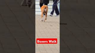 Boxing relaxing walk [upl. by Dewie283]