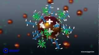 gold nanoparticle conjugation with charged peptide and DNA ligands  bivalent bioconjugate [upl. by Anaerb]