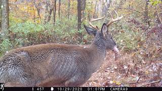 Buck with Blue Tongue 2020 rut NJ [upl. by Novello]