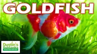 How to Breed Fancy Goldfish Red Ryukin Goldfish babies [upl. by Orfield]