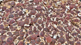 How to grow lithops from seeds [upl. by Ydnec149]