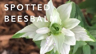 Spotted Beesbalm  Dotted Horsemint  Florida Native Plants Landscaping [upl. by Akli836]