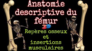 Anatomie descriptive du fémur 3D repères osseux et insertions musculaires [upl. by Eicam16]