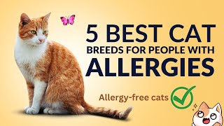 5 best cat breeds for allergies  hypoallergenic cats for allergy sufferers [upl. by Negroj257]