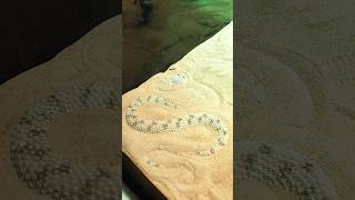 Sand Viper snake dangerous venomous reptiles shorts shortsvideo youtubeshorts snakes fyp [upl. by Llennahc]