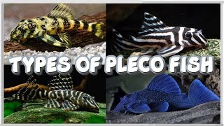 Top 24 Species of Pleco Fish Plecostomus [upl. by Quiteria]