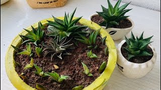 Repotting and Summer Care Tips for Haworthia limifolia 👩‍🌾 [upl. by Zoubek]