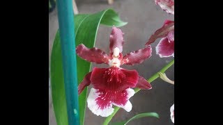 Orquidea Oncidium Burgundianperfumada [upl. by Yenaiv]