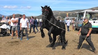 Feria de Ganados Vacuno y Caballar en Reinosa San Mateo 2016 por dc [upl. by Steinke]