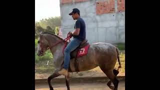 Caiana do mato preto cavalo foryou fypシ vaquejada cavalos mangalargamarchador horse fyp [upl. by Adrien]