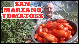 San Marzano Italian Plum Tomatoes Gardening Allotment UK Grow Vegetables At Home [upl. by Zetnwahs]