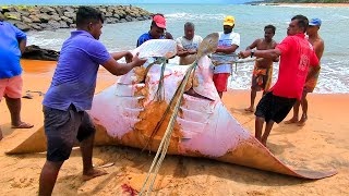 Epic Catch Giant Oceanic Manta Ray Fishing Adventure  Unbelievable Beach Haul [upl. by Faber]