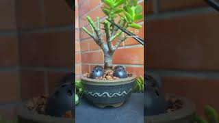 Aquela poda drástica na Jade  Crassula Ovata suculentas crassulaovata jadebonsai [upl. by Timothea]