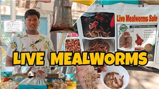 LIVE 🪱MEALWORMS SUPERWORMS AVAILABLE KOLATHUR FISH MARKET CHENNI [upl. by Hyland363]