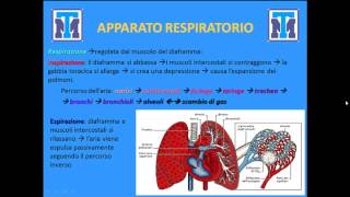 Test Medicina 2022 Biologia  Anatomia e Fisiologia degli animali e delluomo Parte 1 [upl. by Nolana324]