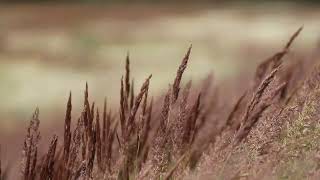 Heulender Herbstwind Sanfte Naturgeräusche zum Entspannen und Heilen Tinnitus [upl. by Hera]