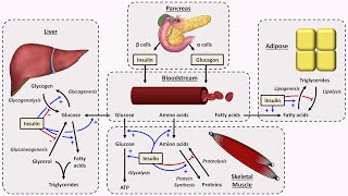 Physiology of Insulin and Glucagon [upl. by Salohcim822]