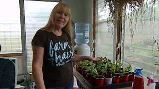 Propagating Longevity Spinach [upl. by Simson]