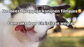 Schattige En Grappige Baby Konijntjes SUPER LIEF Grappige Dieren Filmpjes [upl. by Agarhs]