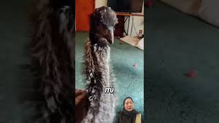 BURUNG YANG TUMBUH BESARRRRR ytkids funny shortsanakanak shortvideo facts viralvideo [upl. by Abbe]