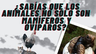 ¿Sabías que los animales no solo son mamíferos y ovíparos [upl. by Nichol]