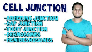 Cell Junction  Types of Cell Junction in Hindi  Human Anatomy and Physiology [upl. by Nothgiel]