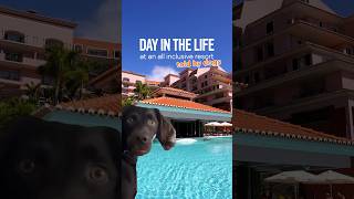 DAY IN THE LIFE at an ALL INCLUSIVE RESORT meme dogs travel travelmeme dogmemes [upl. by Azenav]