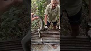 Big Racer under Tin snake reptiles wildlife animals [upl. by Olbap]