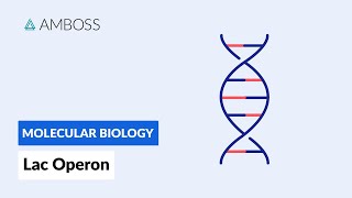 Prokaryotic Gene Regulation Lac Operon [upl. by Airdnaxela585]