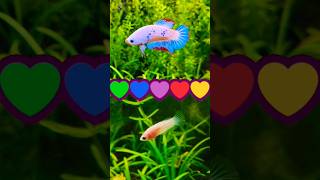 How to Breed Betta Fish at Home [upl. by Eirrem]