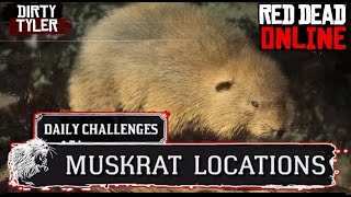 Muskrat RDR2 Locations Red Dead Online American Muskrat [upl. by Tannen]