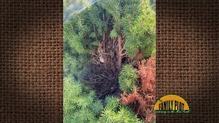 QampA – My Alberta Spruce has brown patches and webs What do I do [upl. by Benis]