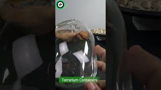 Terrarium Containers  Clear glass Terrarium ecosystems terrarium paludarium ecosystem [upl. by Yrrah894]