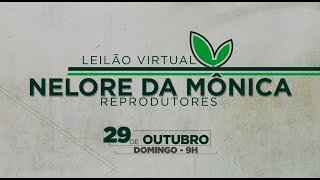 Lote 21 Bacardi da Mônica  MONI 5747 [upl. by Esbenshade]