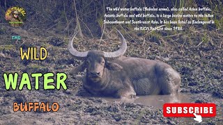 The Critically Endangered THE WILD WATER BUFFALO 🦬 ↑ ASSAM  One Of The Last amp Biggest Home ↑ INDIA [upl. by Simmie]