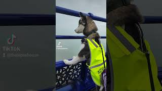 Bandit at Eastbourne Beach adventure siberianhusky fyp puppy [upl. by Macrae137]