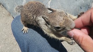 Elephant Seals amp GREEDY Squirrels on BEAUTIFUL Pacific Coast Highway [upl. by Little]