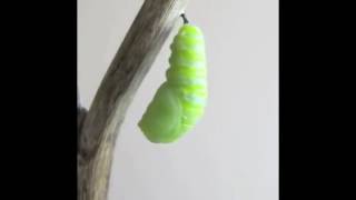 Tırtıldan kelebek oluşumu 🐛 🦋 [upl. by Lyndy]