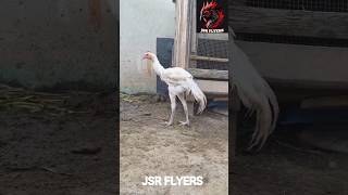 ❤️‍🔥JSR FLYERS 6kg lineage pure white patta sale 🔥peruvedai kattuseval sandaikozhi sevalkattu [upl. by Xel]