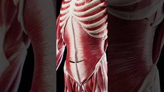 Anatomy of the abdominal muscles meded anatomy 3dmodel [upl. by Brower775]